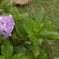 Hydrangea macrophylla (Thunb.) Ser.